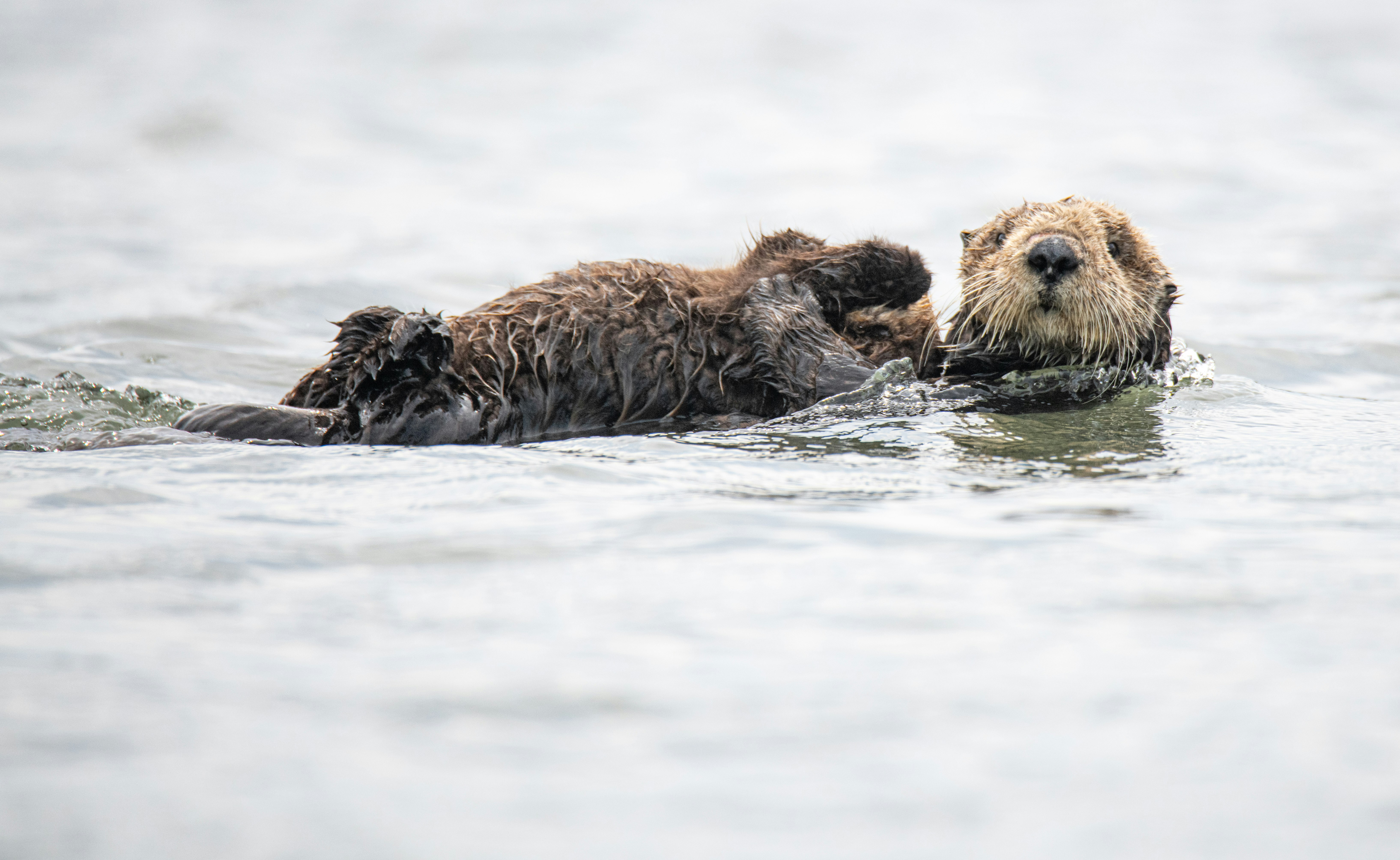 brown seal on water during daytime